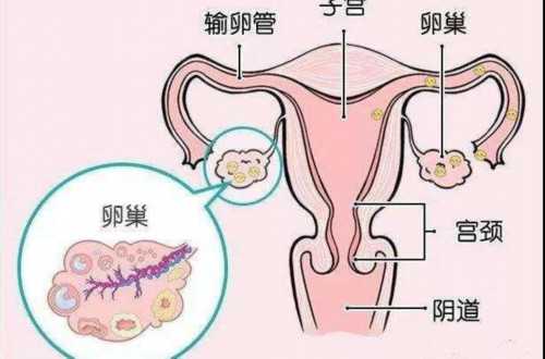 2023郑州供卵助孕机构排名公布，附郑州最大的供卵机构详情_宫颈性不孕
