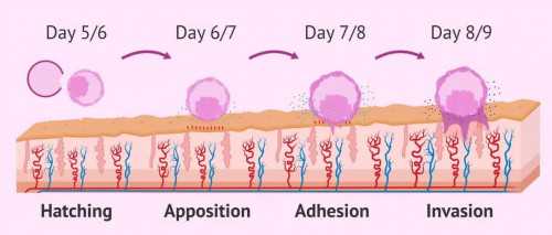 广西代怀揭秘：2026广西生殖医院试管婴儿费用与最新指南